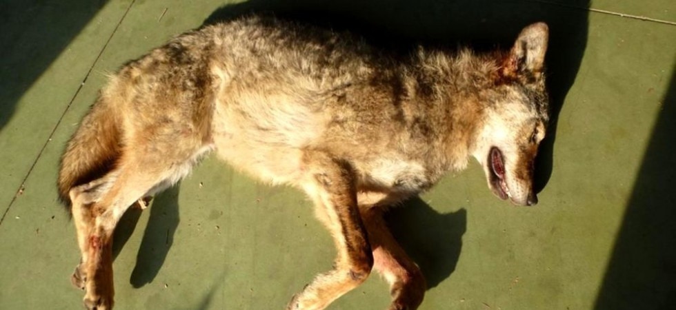 Foto d'archivio Lupo morto a Nago: l'animale vittima di un colpo d'arma da fuoco